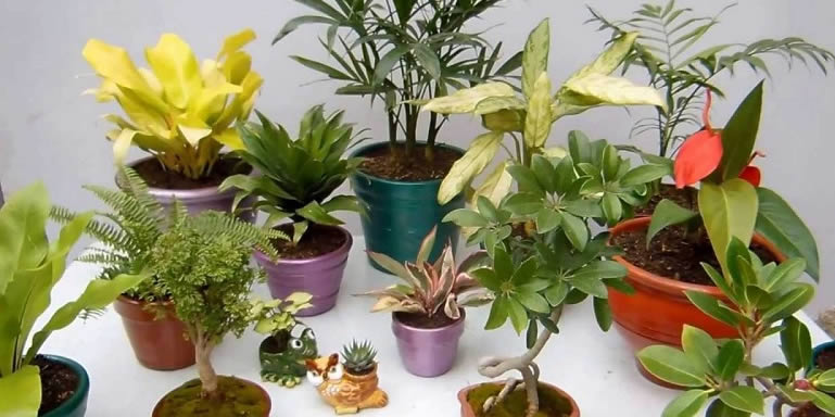 planta-interior