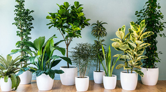 plantas en mi casa