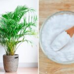 BICARBONATO en tus plantas