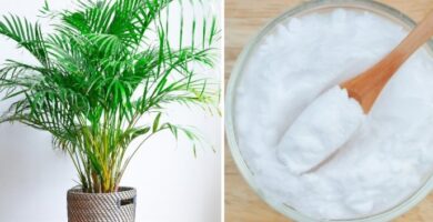 BICARBONATO en tus plantas