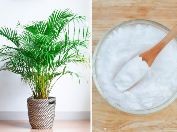 BICARBONATO en tus plantas