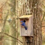 Hacer una casa de pájaros en casa