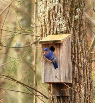 Hacer una casa de pájaros en casa