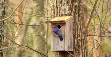 Hacer una casa de pájaros en casa