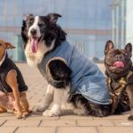 Cómo hacer abrigo para perros fácil