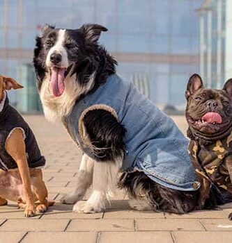 Cómo hacer abrigo para perros fácil