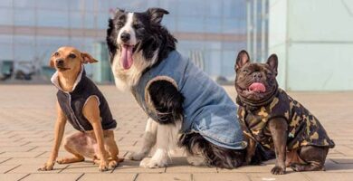Cómo hacer abrigo para perros fácil
