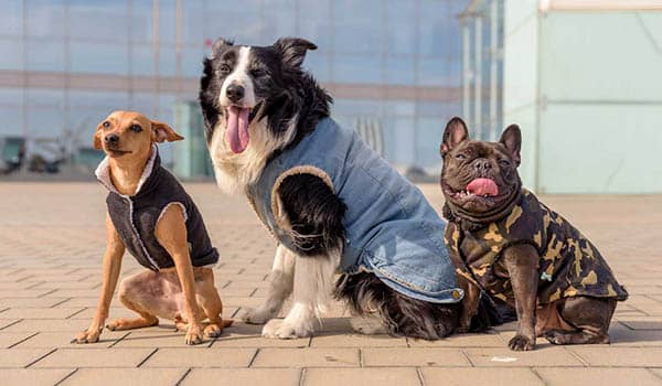 Cómo hacer abrigo para perros fácil